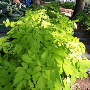 Aralia Sun King