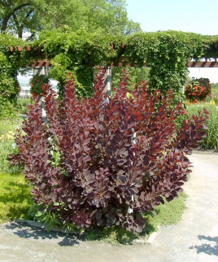 Arbre à perruque pourpre royal