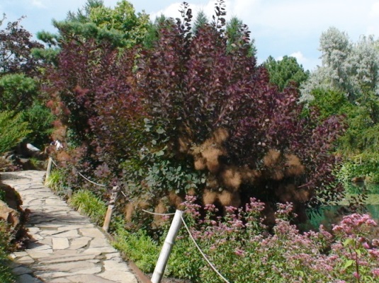 Arbre à perruque pourpre royal – Image 2