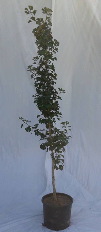 Arbre aux quarante écus 'Princeton Sentry' – Image 2