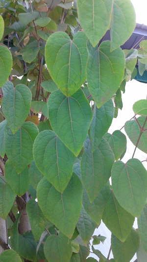 Arbre de Katsura – Image 6