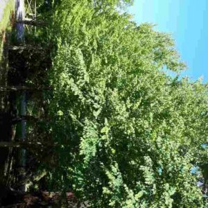 Arbre de Katsura
