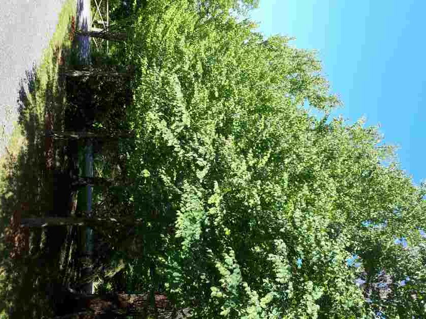 Arbre de Katsura