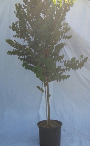 Arbre de Katsura – Image 3