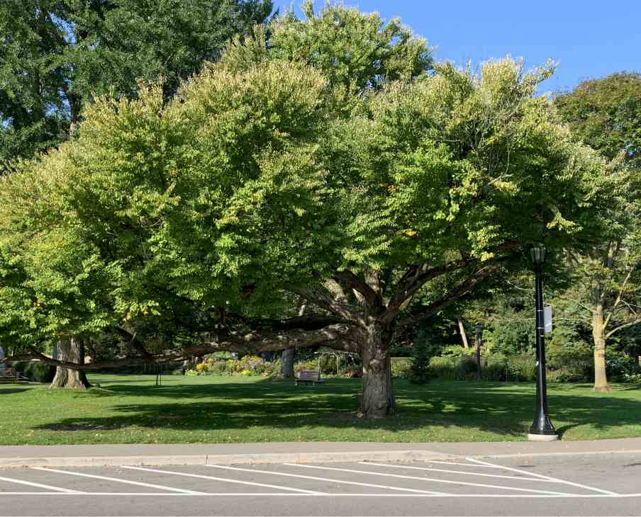 Arbre de Katsura – Image 2