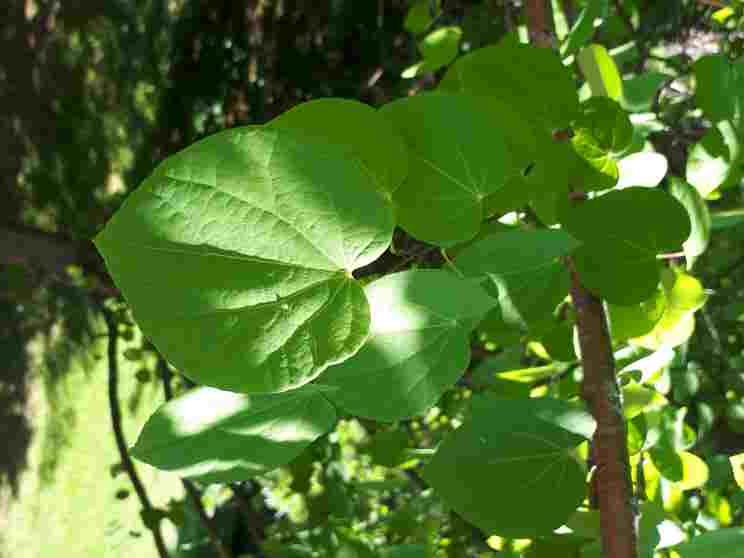 Arbre de Katsura – Image 5
