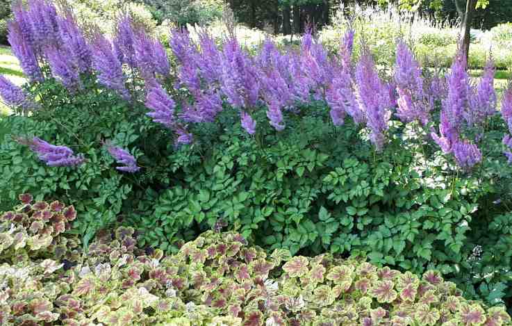 Astilbes – Image 4