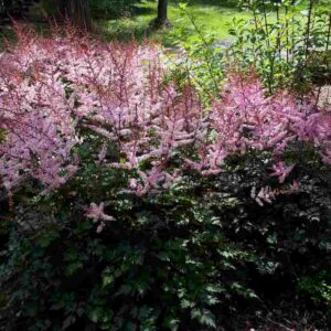 Astilbe Delft Lace