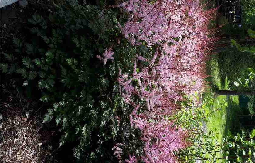 Astilbes – Image 2