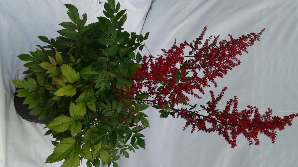 Astilbes – Image 5