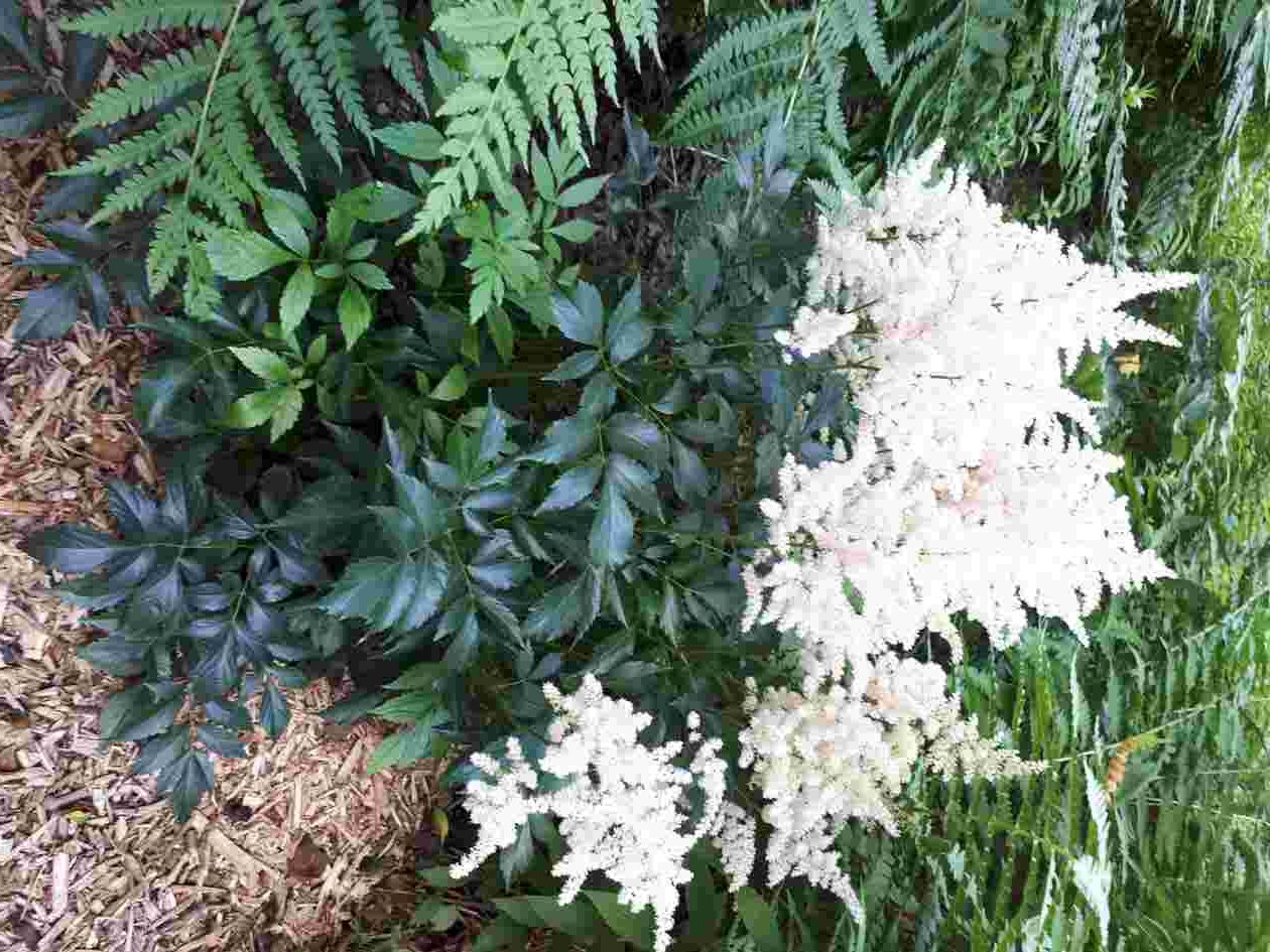 Astilbes – Image 6