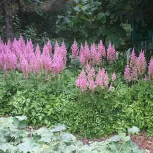 Astilbes