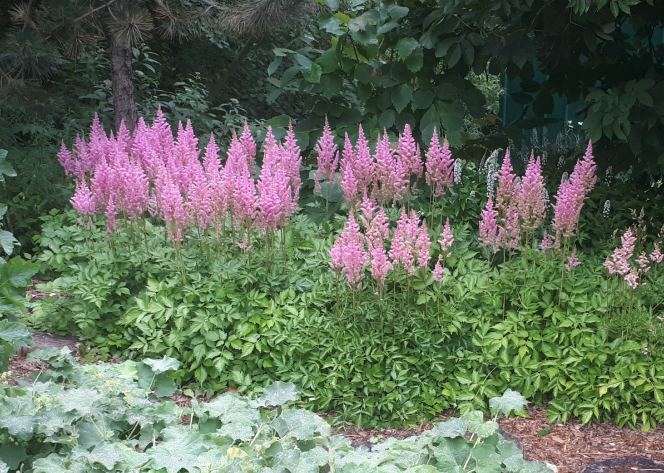 Astilbes