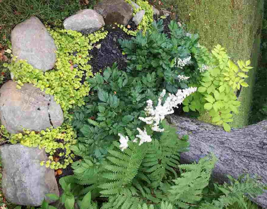 Astilbes – Image 3