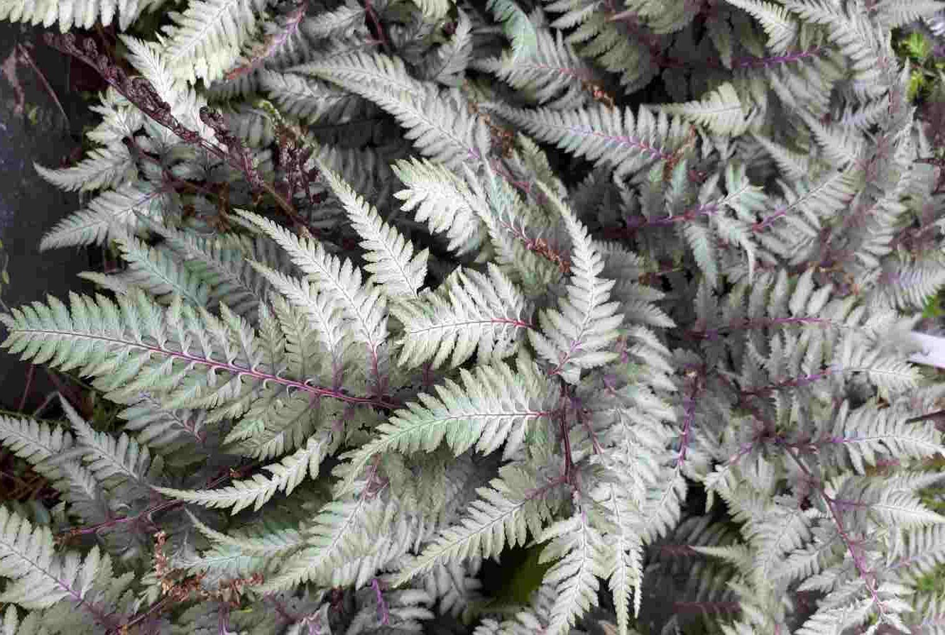 Fougère peinte 'pictum'