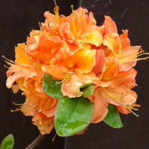 Azalée Mandarin