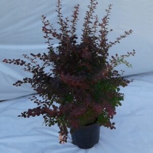 Berberis Ruby Carousel
