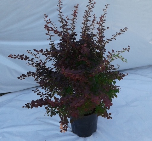 Berberis Ruby Carousel