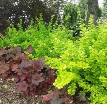 Berberis aurea nana