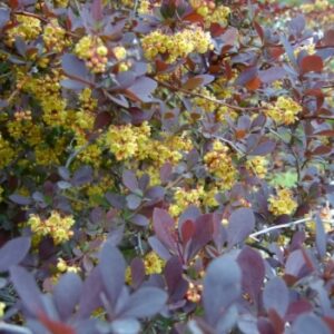 Berberis Rose glow