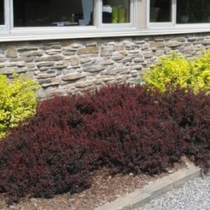 Berberis Royal Burgundy