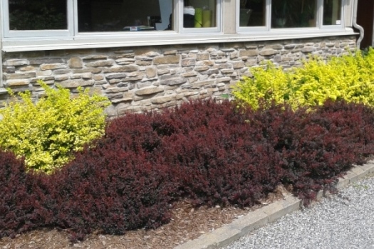 Berberis Royal Burgundy
