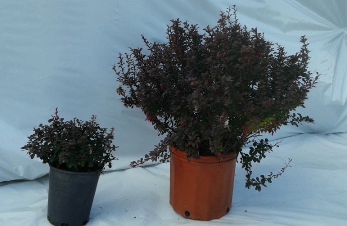 Berberis Royal Burgundy – Image 2