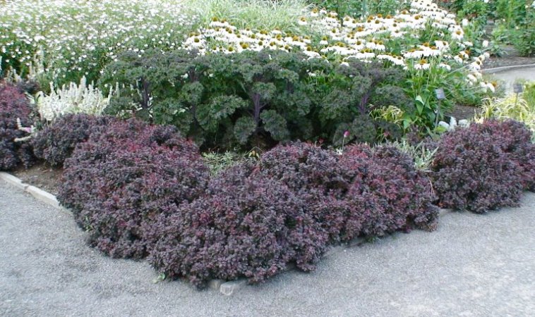 Berberis Royal Burgundy – Image 3
