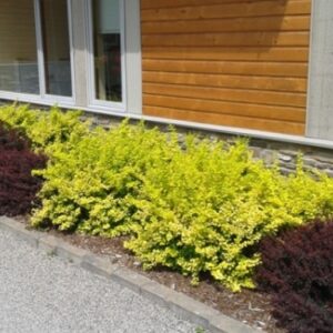 Berberis Sunsation