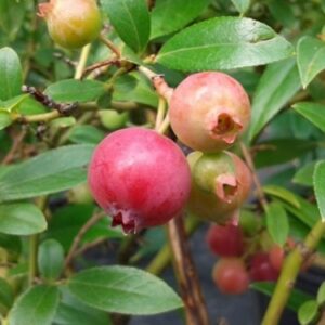 Bleuetier 'Pink Lemonade'