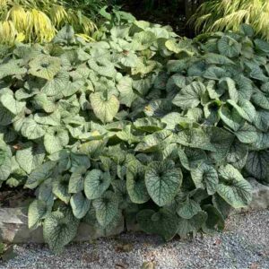 Brunnera Jack Frost