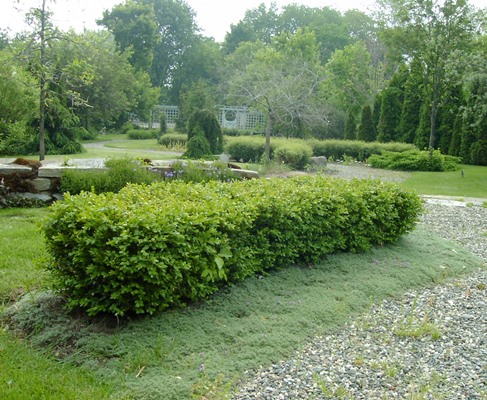 Buis Green Velvet – Image 3