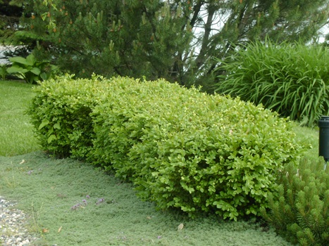 Buis Green Velvet – Image 4