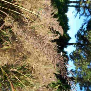 Calamagrostis brachytricha
