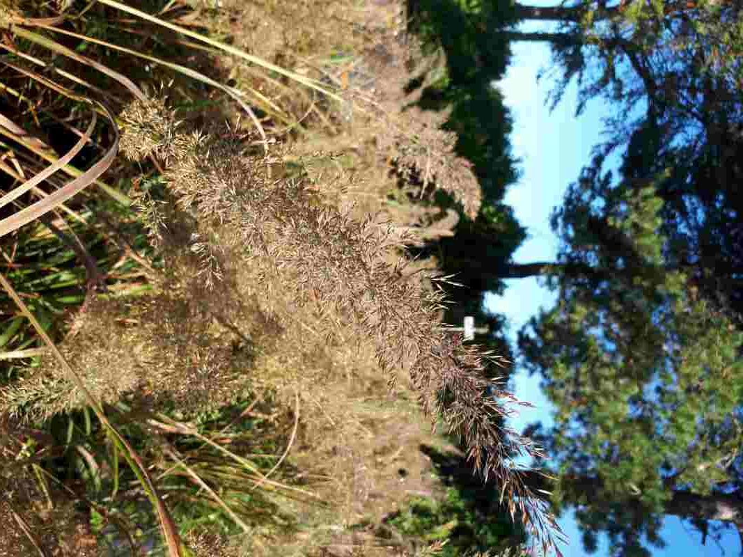 Calamagrostis brachytricha
