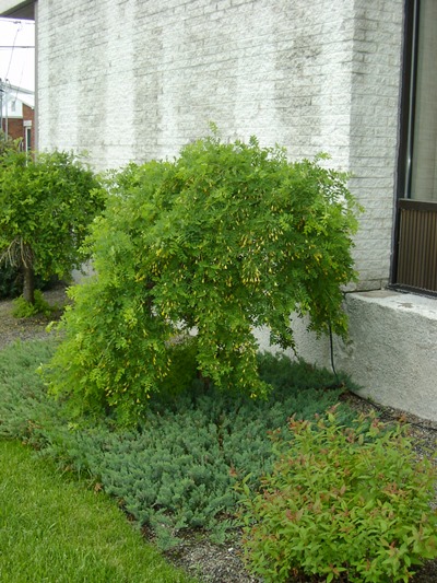 Caragana pleureur