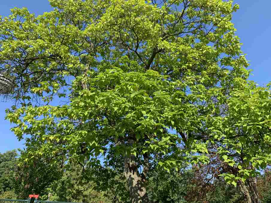 Catalpa de l'ouest – Image 3