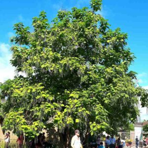 Catalpa de l'ouest