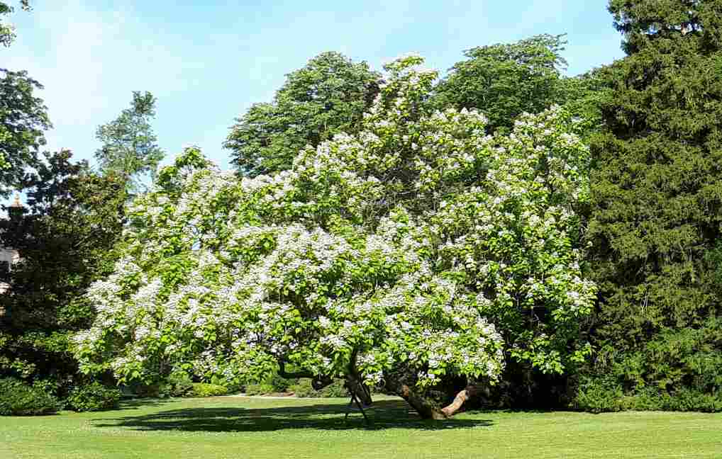 Catalpa de l'ouest – Image 2