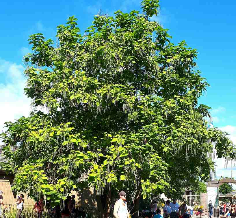 Catalpa de l'ouest