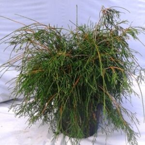 Cèdre filiforme