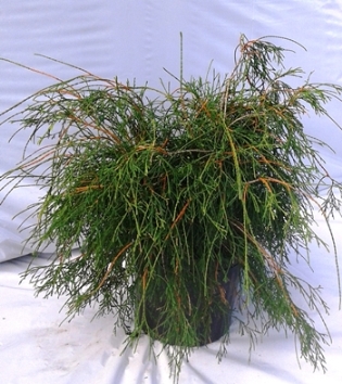 Cèdre filiforme
