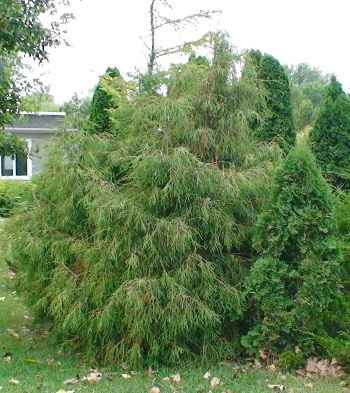 Cèdre filiforme – Image 2