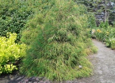 Cèdre filiforme – Image 3