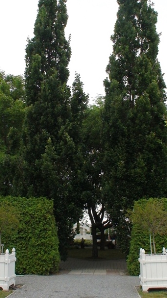 Chêne pyramidal – Image 2
