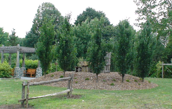 Chêne pyramidal – Image 3