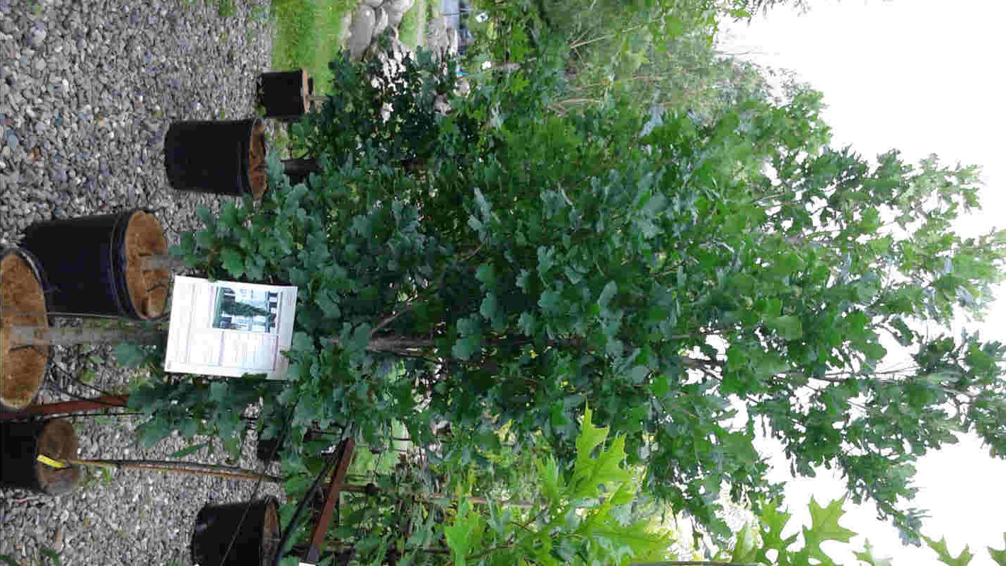 Chêne pyramidal