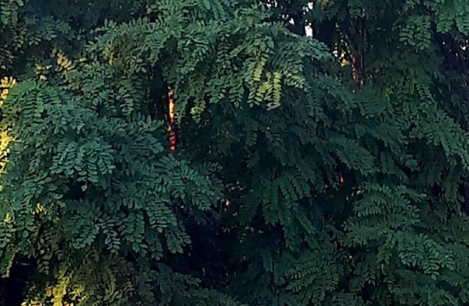 Chicot du Canada – Image 2