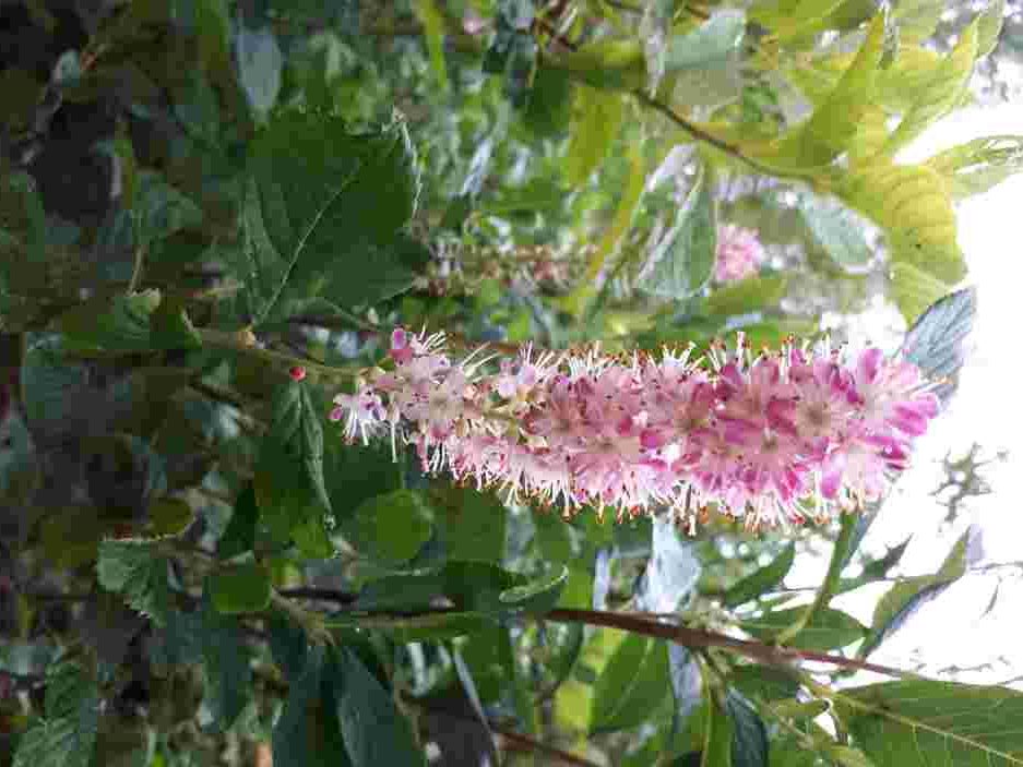 Clètre Ruby Spice – Image 2