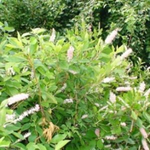 Clètre Ruby Spice